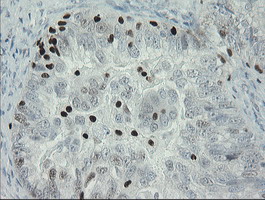 m02446 anti mafb mouse monoclonal antibody clone id oti1e9 ihc testing 4