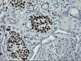 m02446 anti mafb mouse monoclonal antibody clone id oti1e9 ihc testing 5