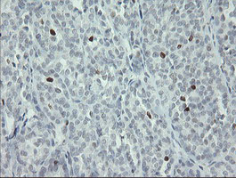 m02446 anti mafb mouse monoclonal antibody clone id oti1e9 ihc testing 7