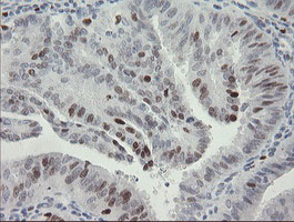 m02446 anti mafb mouse monoclonal antibody clone id oti1e9 ihc testing 8