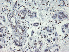 m02446 anti mafb mouse monoclonal antibody clone id oti1e9 ihc testing 9