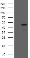 m02446 anti mafb mouse monoclonal antibody clone id oti1e9 wb testing 1