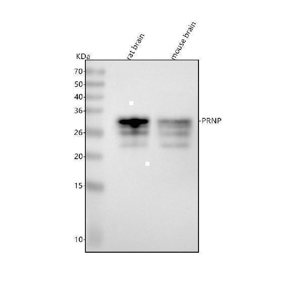 Western blot analysis of PRNP using anti-PRNP antibody (M02447)