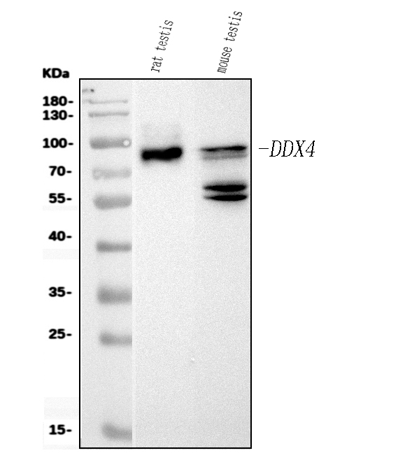  Western blot analysis of DDX4/MVH using anti-DDX4/MVH antibody (M02448-1)