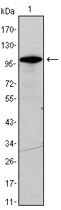 Western Blot analysis using DDX4 Monoclonal Antibody against DDX4-hIgGFc transfected HEK293 cell lysate