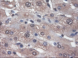 m02451 1 anti apolipoprotein m apom mouse monoclonal antibody clone id oti3h3 ihc testing 4