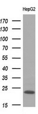 Western blot analysis of extracts (10ug) from 1 cell line by using anti-APOM monoclonal antibody at 1:200 dilution