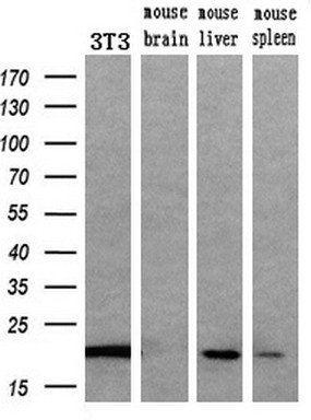 Western blot analysis of extracts (10ug) from a mouse cell line and 3 different mouse tissues by using anti-APOM monoclonal antibody (1:200)