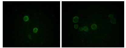 Immunofluorescence analysis of methanol-fixed L-02 (left) and Cos7 (right) cells using ApoM Monoclonal Antibody showing cytoplasmic and membrane localization