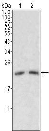 Western Blot analysis using ApoM Monoclonal Antibody against human serum (1, 2)