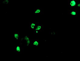 m02460 1 anti tle 1 tle1 mouse monoclonal antibody clone id oti1h2 if testing 22