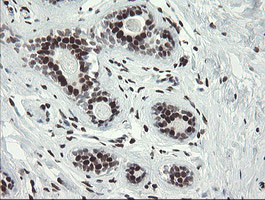 m02460 1 anti tle 1 tle1 mouse monoclonal antibody clone id oti1h2 ihc testing 10