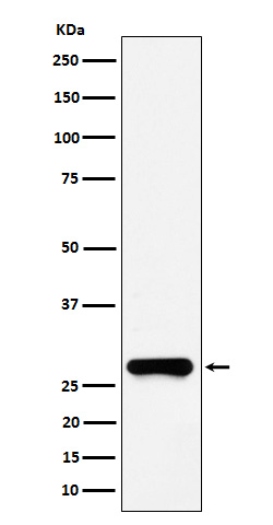 Western blot analysis of GSTO1 expression in HeLa cell lysate.