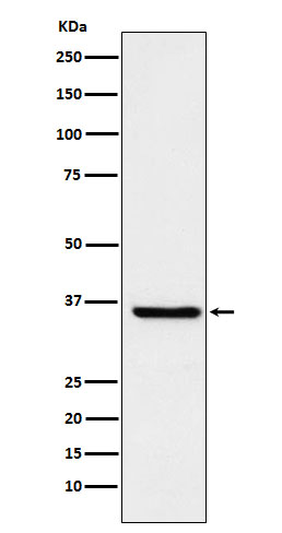 m02461 wb