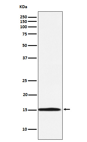 m02462 1 wb