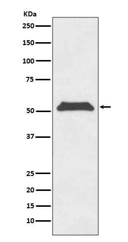 m02474 wb