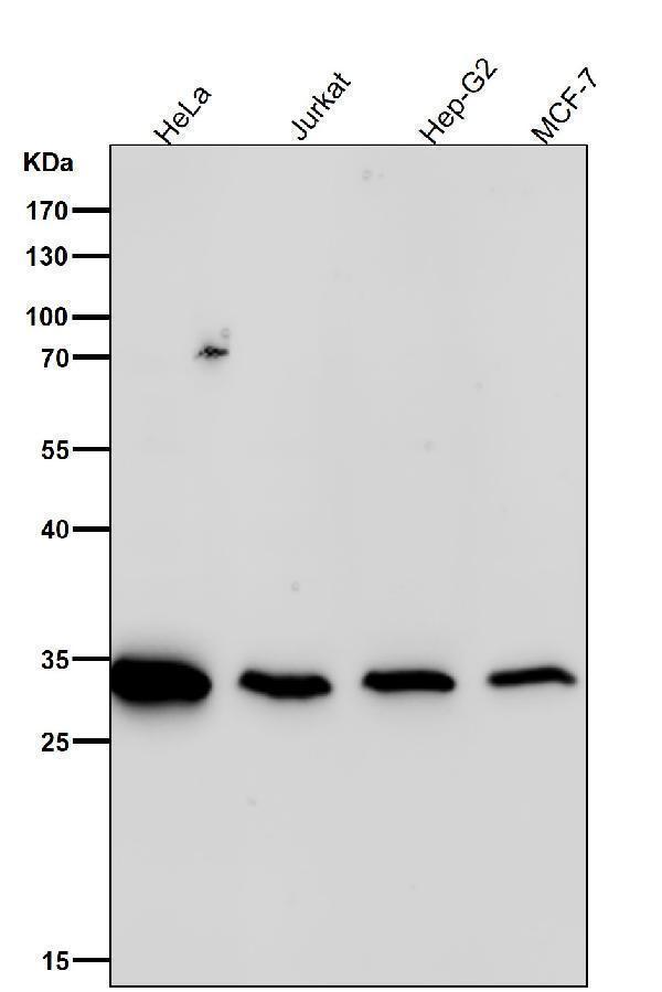 All lanes use the Antibody at 1:1W dilution for 1 hour at room temperature