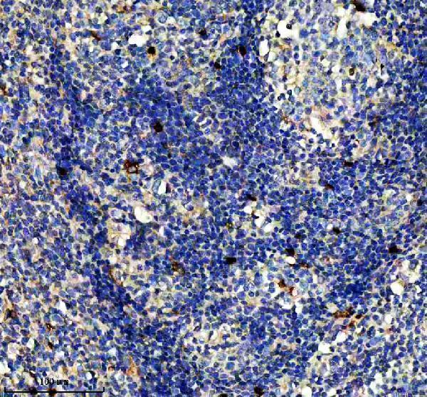 m02476 1 ncf2 primary antibodies ihc testing 3