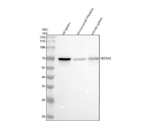 Western blot analysis of NOXA2 using anti-NOXA2 antibody (M02476-1)