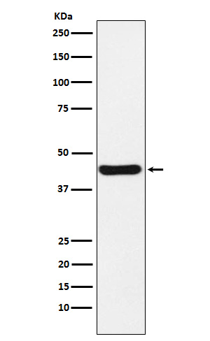 Western blot analysis of NUDEL expression in HeLa cell lysate