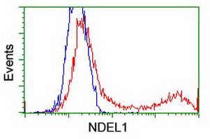 HEK293T cells transfected with either NDEL1 (Myc-DDK-tagged) overexpress plasmid (Red) or empty vector control plasmid (Blue) were immunostained by anti-NDEL1 antibody (M02478)