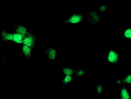 Anti-NDEL1 mouse monoclonal antibody (M02478) immunofluorescent staining of COS7 cells transiently transfected by pCMV6-ENTRY NDEL1