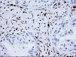 m02478 anti nudel ndel1 mouse monoclonal antibody clone id oti5e11 ihc testing 4