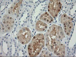 m02478 anti nudel ndel1 mouse monoclonal antibody clone id oti5e11 ihc testing 6