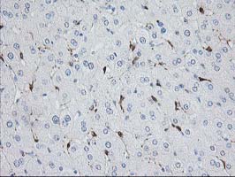 m02478 anti nudel ndel1 mouse monoclonal antibody clone id oti5e11 ihc testing 7