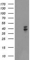 m02478 anti nudel ndel1 mouse monoclonal antibody clone id oti5e11 wb testing 1