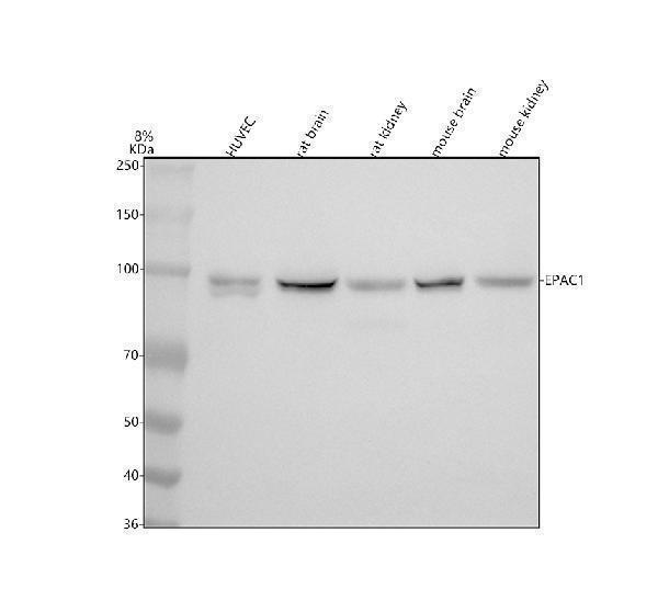 m02483 epac1 primary antibodies wb testing 1