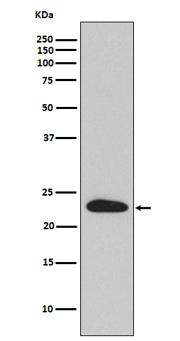 m02487 1 wb
