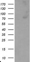 m02491 anti c1r mouse monoclonal antibody clone id oti5a11 wb testing 1