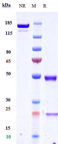 Anti-TNFRSF4/OX40/CD134 Reference Antibody (vonlerizumab) on SDS-PAGE under reducing (R) condition