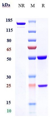 Anti-TNFSF4/OX40L/CD252 Reference Antibody (oxelumab) on SDS-PAGE under reducing (R) condition