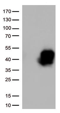 m02495 2 anti tnfrsf4 mouse monoclonal antibody clone id oti2f12a2 wb testing 1