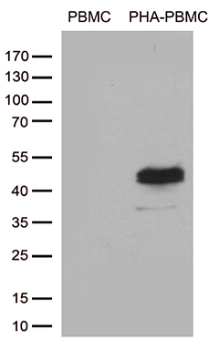 m02495 2 anti tnfrsf4 mouse monoclonal antibody clone id oti2f12a2 wb testing 2