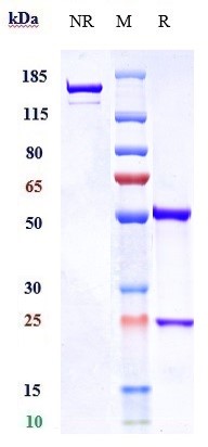 Anti-TNFRSF4/OX40/CD134 Reference Antibody (cudarolimab) on SDS-PAGE under reducing (R) condition