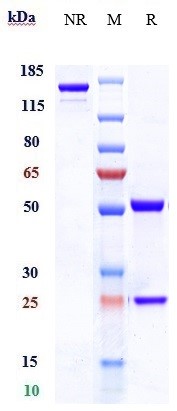 Anti-TNFRSF4/OX40/CD134 Reference Antibody (tavolixizumab) on SDS-PAGE under reducing (R) condition