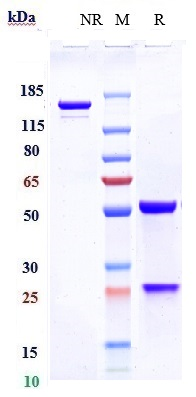 Anti-TNFRSF4/OX40/CD134 Reference Antibody (revdofilimab) on SDS-PAGE under reducing (R) condition