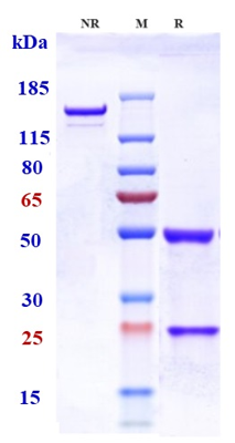 Anti-TNFRSF4/OX40/CD134 Reference Antibody (telazorlimab) on SDS-PAGE under reducing (R) condition