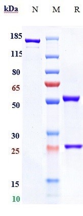 Anti-TNFRSF4/OX40/CD134 Reference Antibody (BMS-986178) on SDS-PAGE under reducing (R) condition