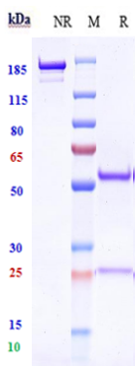 Anti-TNFRSF4/OX40/CD134 Reference Antibody (ivuxolimab) on SDS-PAGE under reducing (R) condition