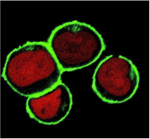 m02496 1 ntal primary antibodies icc testing 2