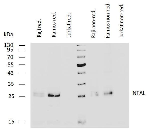 m02496 1 ntal primary antibodies wb testing 1