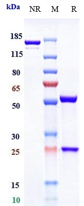 m02497 sds page