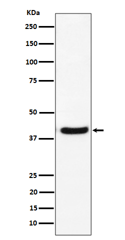 Western blot analysis of GNAI2 expression in U-87 MG cell lysate