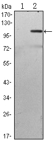 Western Blot analysis using TAB2 Monoclonal Antibody against HEK293 (1) and TAB2-hIgGFc transfected HEK293 (2) cell lysate