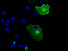 m02502 2 anti trkc ntrk3 mouse monoclonal antibody clone id oti2b8 if testing 13