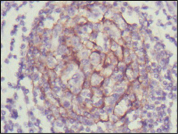 Immunohistochemistry analysis of paraffin-embedded human lymph node with DAB staining using Trk C Monoclonal Antibody